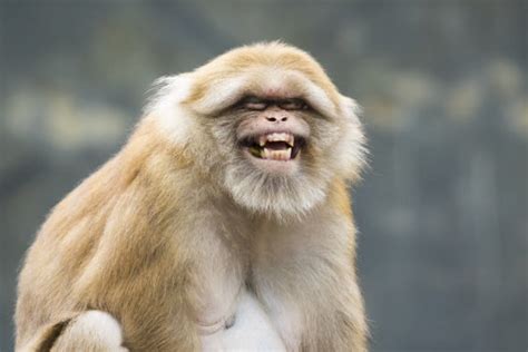 Gambling monkeys help scientists find brain area linked to high .